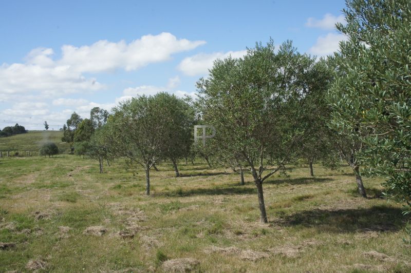 arboles de olivos